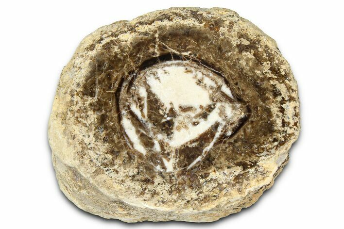 Polished Fossil Stromatolite Colony on Petrified Wood - Utah #365903